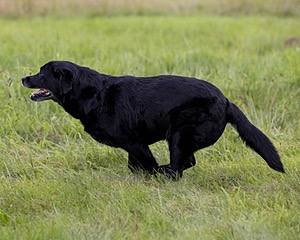 Pemi