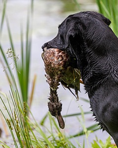 Ranger Schuko