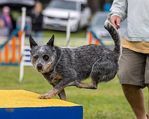 Bree Spetla