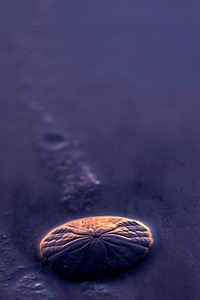 Sand Dollar, Newbury, Massachusetts