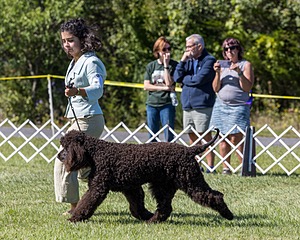 09 - GCH CH POOLE'S IDE DARK KNIGHT RN CGC TKN ATT (Oscar)