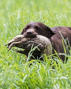 20160604-SEAL-1211.jpg