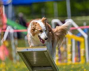 20170520-NEAT-1497.jpg