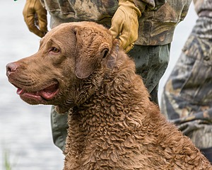 Hunter Law
