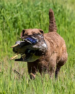 20170604-SEAL-1124.jpg