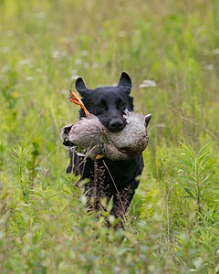 Wicked Jones
