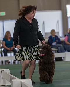 54 - GCH BREKKON BEGINS WITH BEAUFIELD