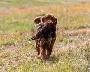 Tracker