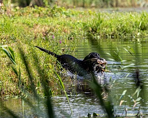Mahi Flis