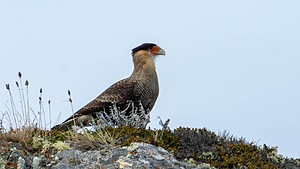 DSC09269-2.jpg