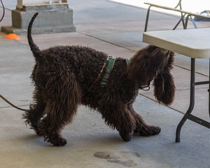 Paddy