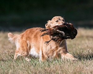Josie