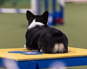 Cai Holleran
