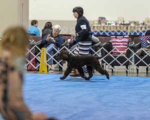 14 - Chantico's Super G O'Muddy Waters (Ghillie)