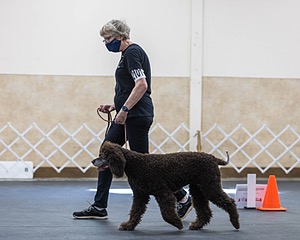 2101 - GCH CH MACH ARROYO'S BEGIN THE BEGUINE MXS MJS MXP MJP MXF T2B2 (Porter)