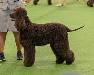 10 - GCH CH Chantico's Shelter From The Storm RN OF AX OAJ CD (Reef)