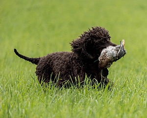 Ghillie Kezer