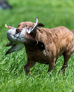 20170603-SEAL-0026.jpg