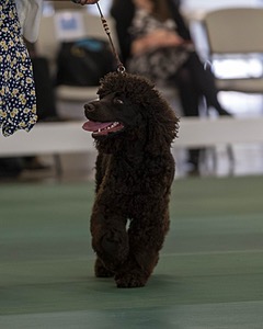 24 - CHANTICO'S SUPER G O'MUDDY WATERS (Ghillie)