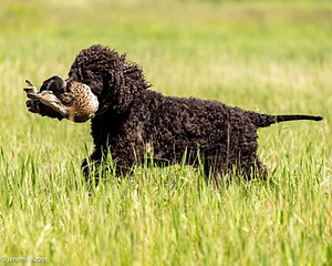 Ghillie