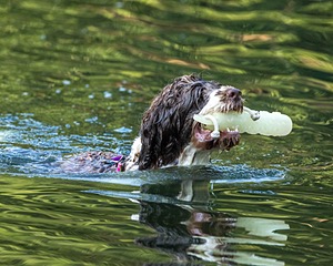 Tillie Lattrell