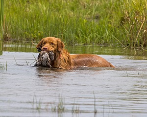 Cache Gilbert