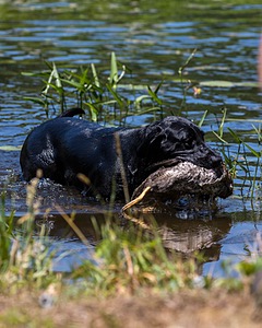 Flicka Magnuson