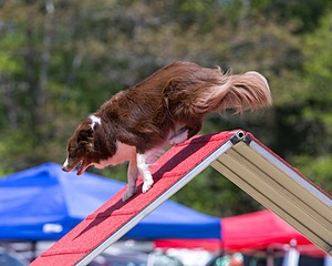 20150613-CCKC-0446.jpg
