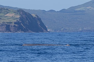 Sperm Whale