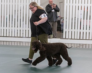 38 - GCH WHISTLESTOP'S ABRACADABRA RN CGC