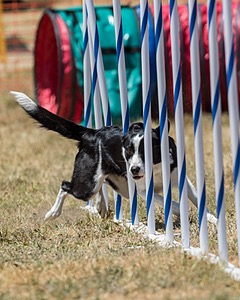 20160618-CCKC-1151.jpg