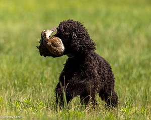 Ghillie
