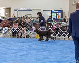 30 - GCH CH Chantico's Spirit In The Surf JH CD RA OA OAJ  NF (Selchie)