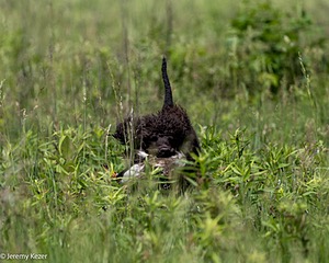 Ghillie Kezer