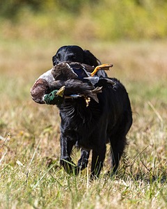 Dolly Partridge