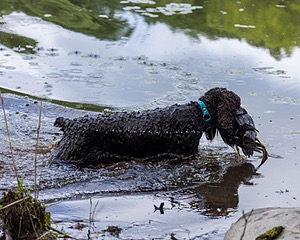 Ghillie Kezer