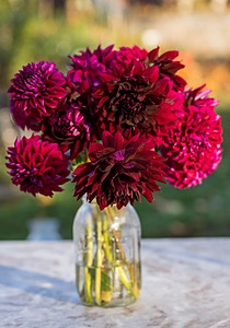 Dahlias, Massachusetts