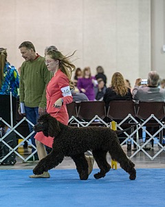 10 - Poole's Ide Touch Of Mink (Darla)