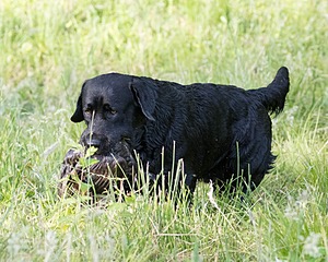 Scout O'Neil