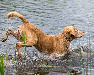20170603-SHRW-1312.jpg