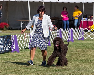 17 - GCH CHANTICO'S SHELTER FROM THE STORM RN XF MX CD RA AXJ (Reef)