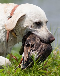 Baby's Kansas Brush Buster