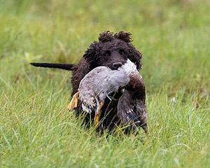 Ghillie Kezer