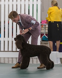 48 - GCH WHISTLE STOP'S TERRA MARIQUE POTENS (Honor)