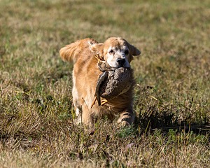Bondi Huss