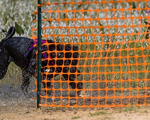 Dotty Lattrell