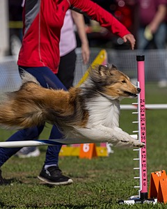 Chip Walsh