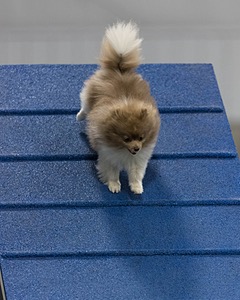 Topaz Dubyoski