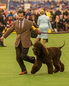 08 - GCH CH Quiet Storm My Boy's Wicked Smart CGCA TKA (Bayes)