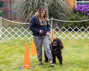 1741 - GCH CH BREKKON'S FIRST MARK CGC